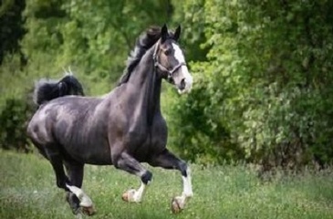 Horse Portrait Photography