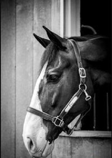 Horse Portrait Photography 