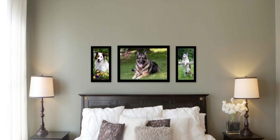 Dog Pictures Gallery