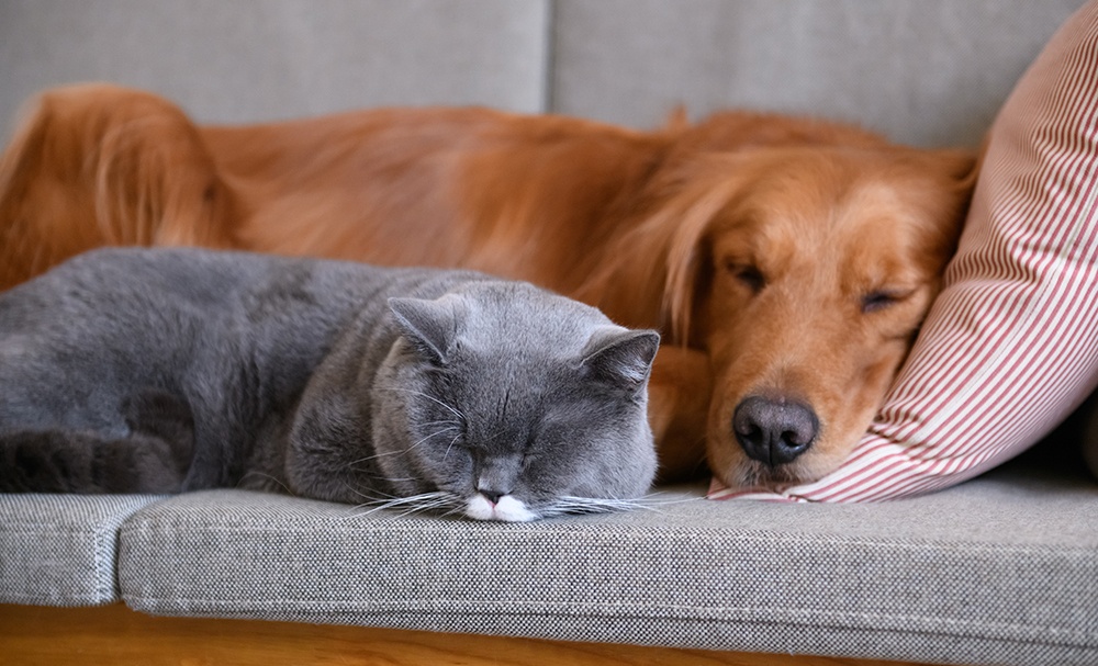 Smart Ideas for Designing a Home With Pets - Blog by Atchison Architectural Interiors
