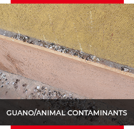 Guano/Animal Contaminants