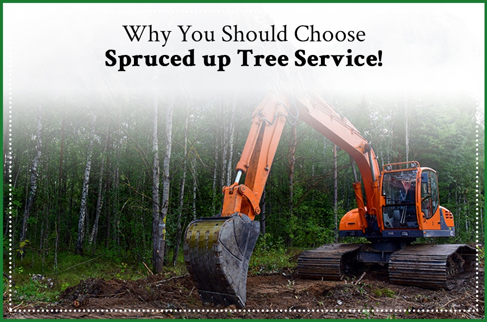 Blog by Spruced Up Tree Service