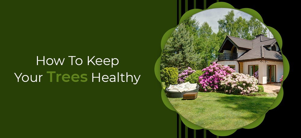 How To Keep Your Trees Healthy Blog by  ANY HEIGHT TREE SERVICES