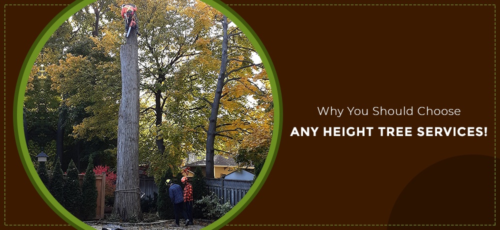 Blog by ANY HEIGHT TREE SERVICES