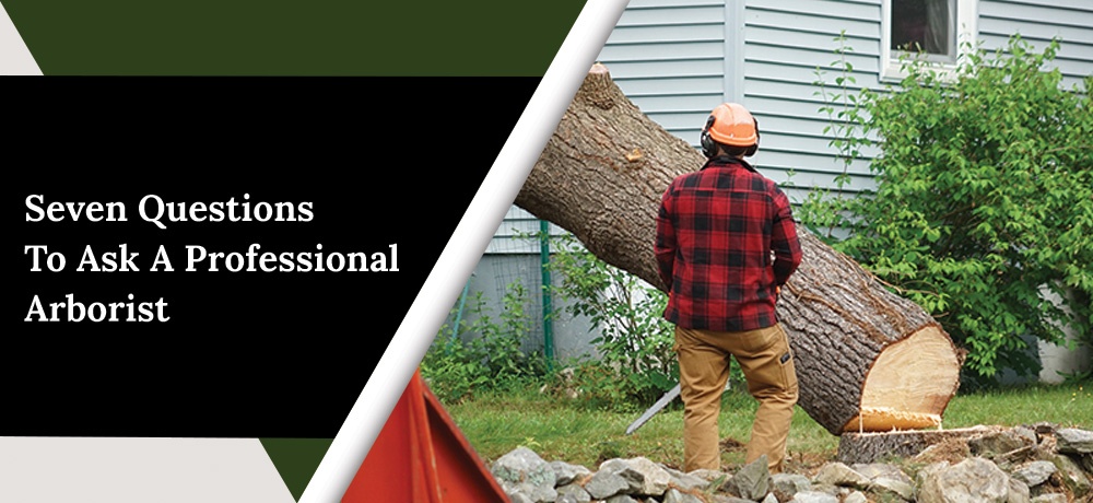 Seven Questions to Ask a Professional Arborist Blog by ANY HEIGHT TREE SERVICES