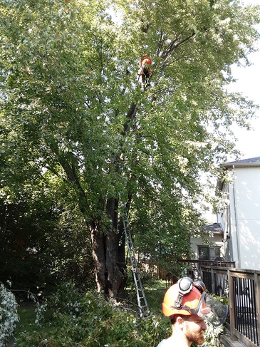 Tree Trimming Services Toronto by ANY HEIGHT TREE SERVICES, Professional Arborists