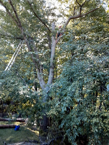 Toronto Tree Removal by Professional Arborists at ANY HEIGHT TREE SERVICES
