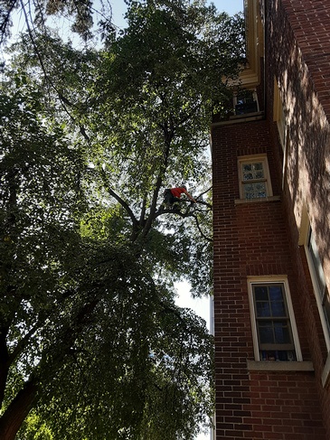 Toronto Tree Trimming Services by ANY HEIGHT TREE SERVICES