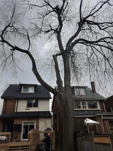 Wood Delivery Services Toronto - ANY HEIGHT TREE SERVICES