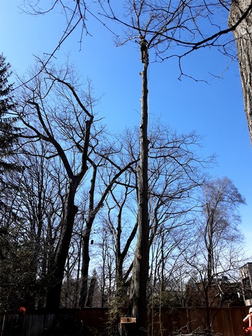 Tree Cutting, Pruning Toronto by ANY HEIGHT TREE SERVICES