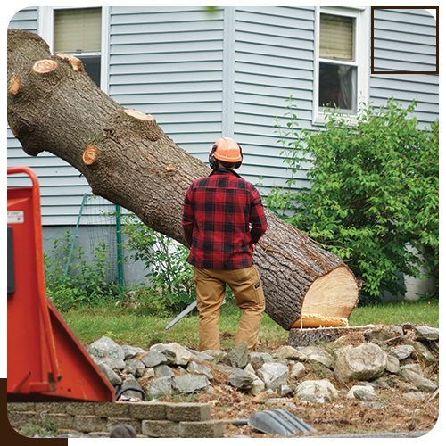 Expert Tree Care with Fully Licensed and Insured Arborists – Your Trees in Safe Hands!
