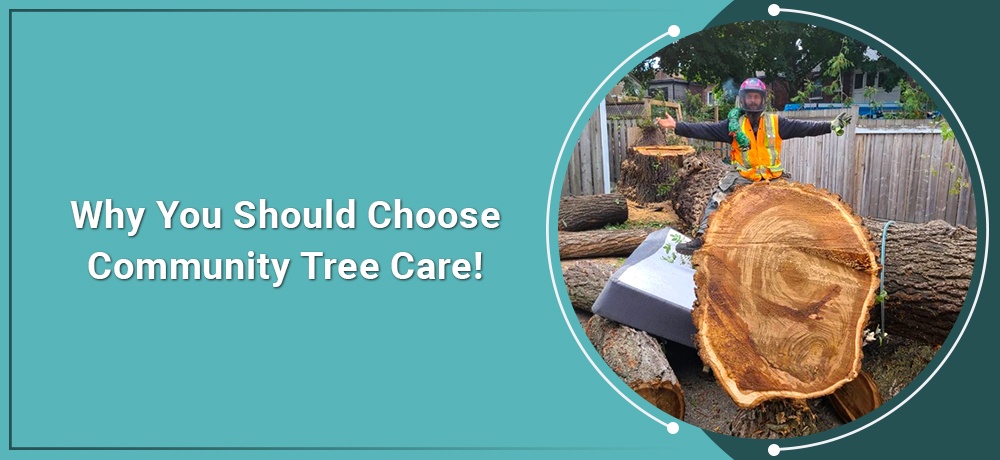 Blog by Community Tree Care