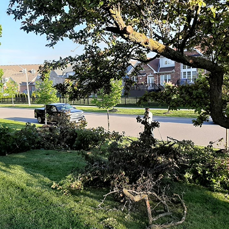 Reclaim Your Outdoor Space with Tree Removal and Cutting Services in the Durham Region