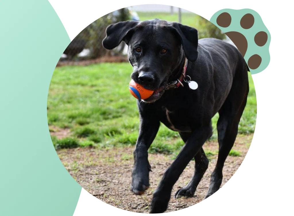 Ensure a comfortable and secure stay for your furry friend with our exceptional Dog Boarding services