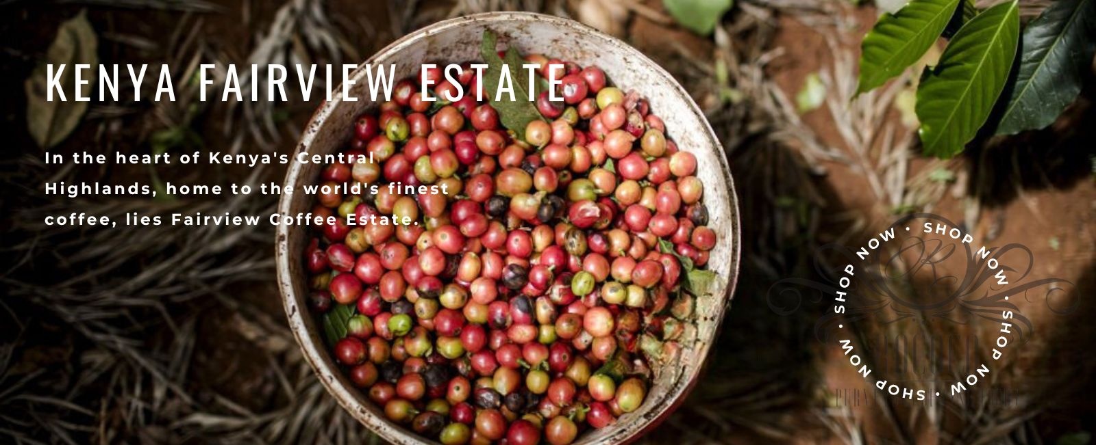 Kenya Fairview Estate Coffee Beans