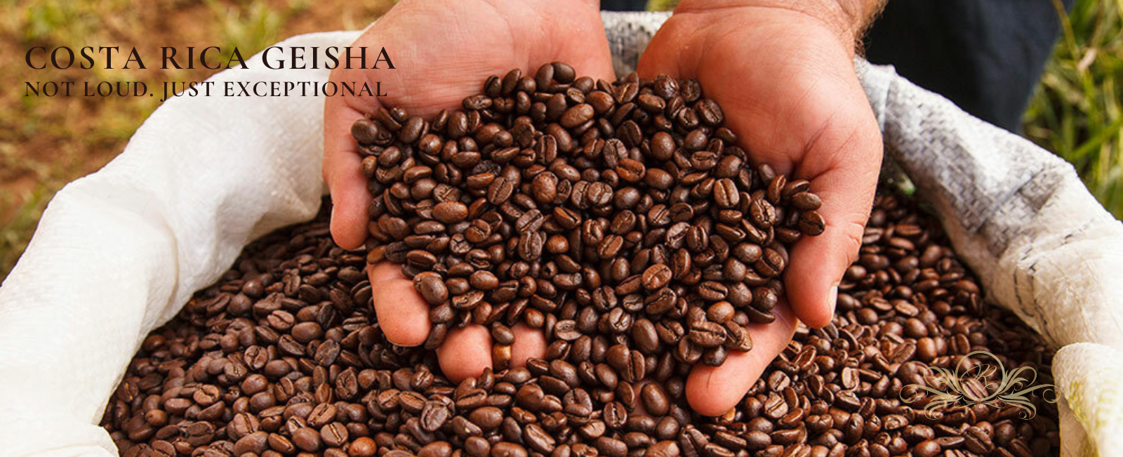 COSTA RICA GEISHA COFFEE BEANS