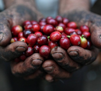 Ethiopian Yirgacheffe Fair Trade Organic