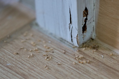 Early Warning Signs of Termites in Your NYC Home