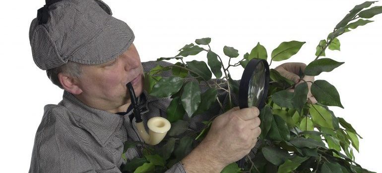 man with a pipe and a magnifying glass looking at a plant, trying to spot early warning signs of termites in your NYC home