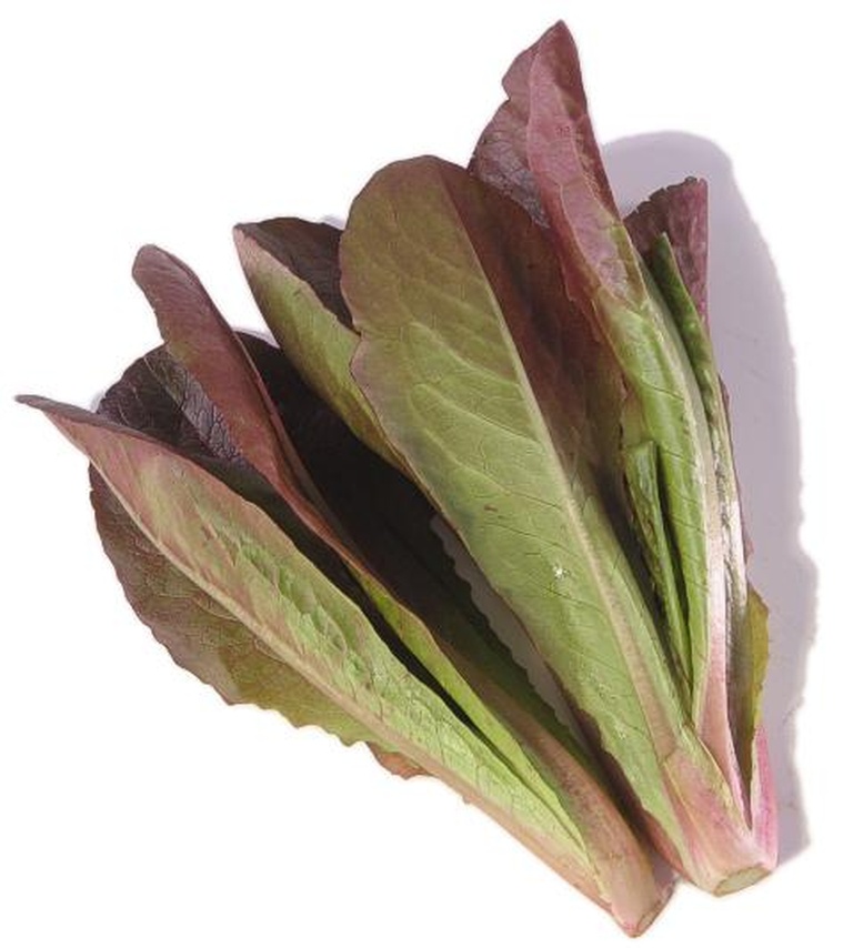 Buy Romaine Leaf Online at Fresh Start Foods - Alberta Seasonal Vegetables