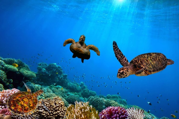 Sea Turtles at destination wedding venue in Barbados 