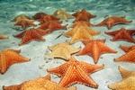 Romance with the Starfishes at the Dominican Republic with My Wedding Away Honeymoon Packages