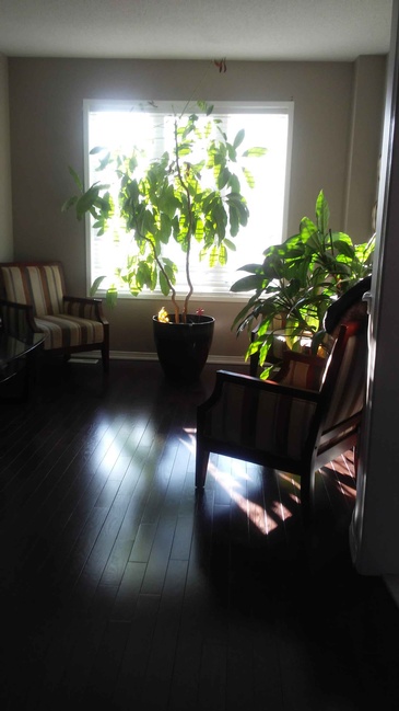 House Plants near Window - Move In Cleaning Scarborough by Fresh and Shiny