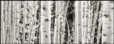 albuquerque-photographer-kim-jew-fine-art-black-and-white-aspen-forest