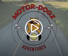 An Introduction to the Motör-Dogz - Dogs on Motorcycles/Dog on Motorcycle