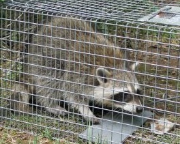 Raccoon Caged - Raccoon Removal Brampton by Tdot Wildlife Removal