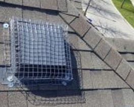 Traps set up for Raccoon Removal, Tdot Wildlife Removal