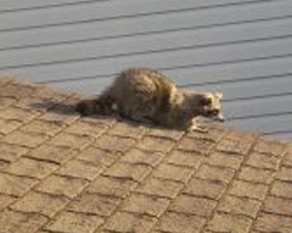 Raccoon Sitting on a Rooftop - Brampton Raccoon Removal Services, Tdot Wildlife Removal