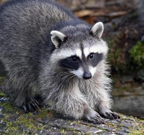 Raccoon Removal Brampton by Tdot Wildlife Removal