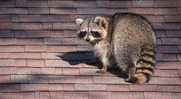 About Tdot Wildlife Removal, Brampton Raccoon Removal Services