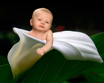 Baby in Lily Flower - Baby Photography Edmonton by Artistic Creations Photography and Video