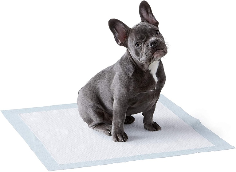 Amazon Basics Dog and Puppy Pads, Leak-proof 5-Layer Pee Pads with Quick-dry Surface for Potty Training, Regular (22 x 22 Inches) - Pack of 100