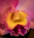 Beautiful Orchid Flower - Stress Relieving Art Photography St. Louis by Coblitz Photographic Arts