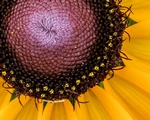 Closeup of Sunflower - Stress Relieving Art Photography Saint Charles by Coblitz Photographic Arts