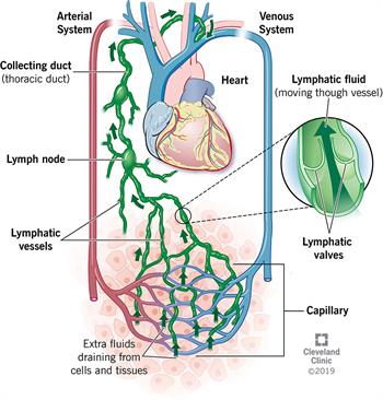 WHAT IS THE LYMPHATIC SYSTEM?