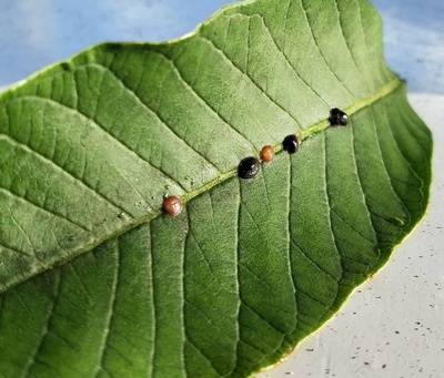 Scale on Leaf