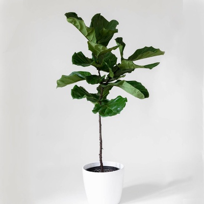 Fiddle leaf fig: Ficus lyrata
