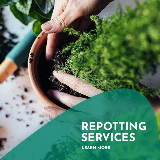 Plant Care and Repotting Services