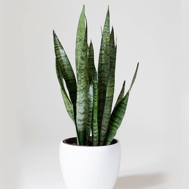 Snake plant: Formerly Sansevieria but recently reclassified as Dracaena