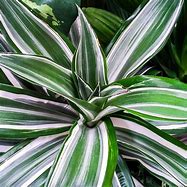What is variegation?