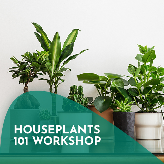 Houseplants 101: A hands-on workshop