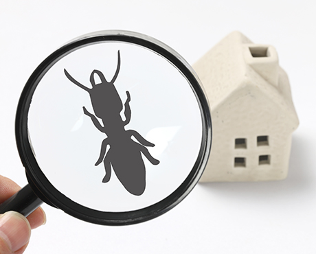 Home WDO/Termite Inspection Services in Merrimack Valley: