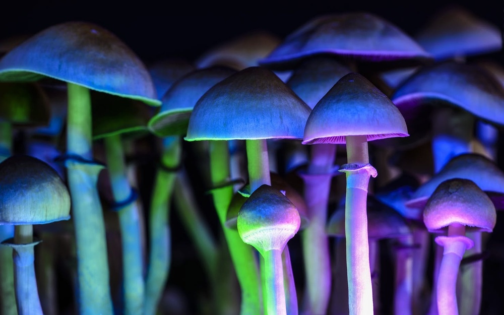Mushrooms-colorful-light.jpg