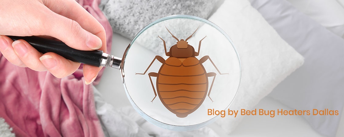 Blog by Bed Bug Heaters Dallas