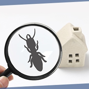 Termite Inspection Bedford