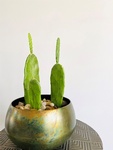 Brossard Corporate Event Florist - Cactus Design Arrangement by YnV Lifestyle Inc.